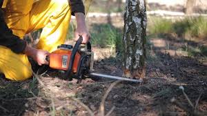  Maiden, NC Tree Care Pros